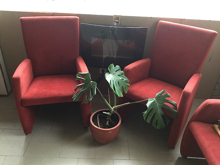 8 Dining room chairs. Wine red