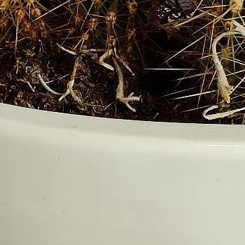 Cacti in white pot